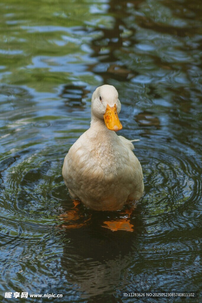 水中白鴨泛起圈圈漣漪
