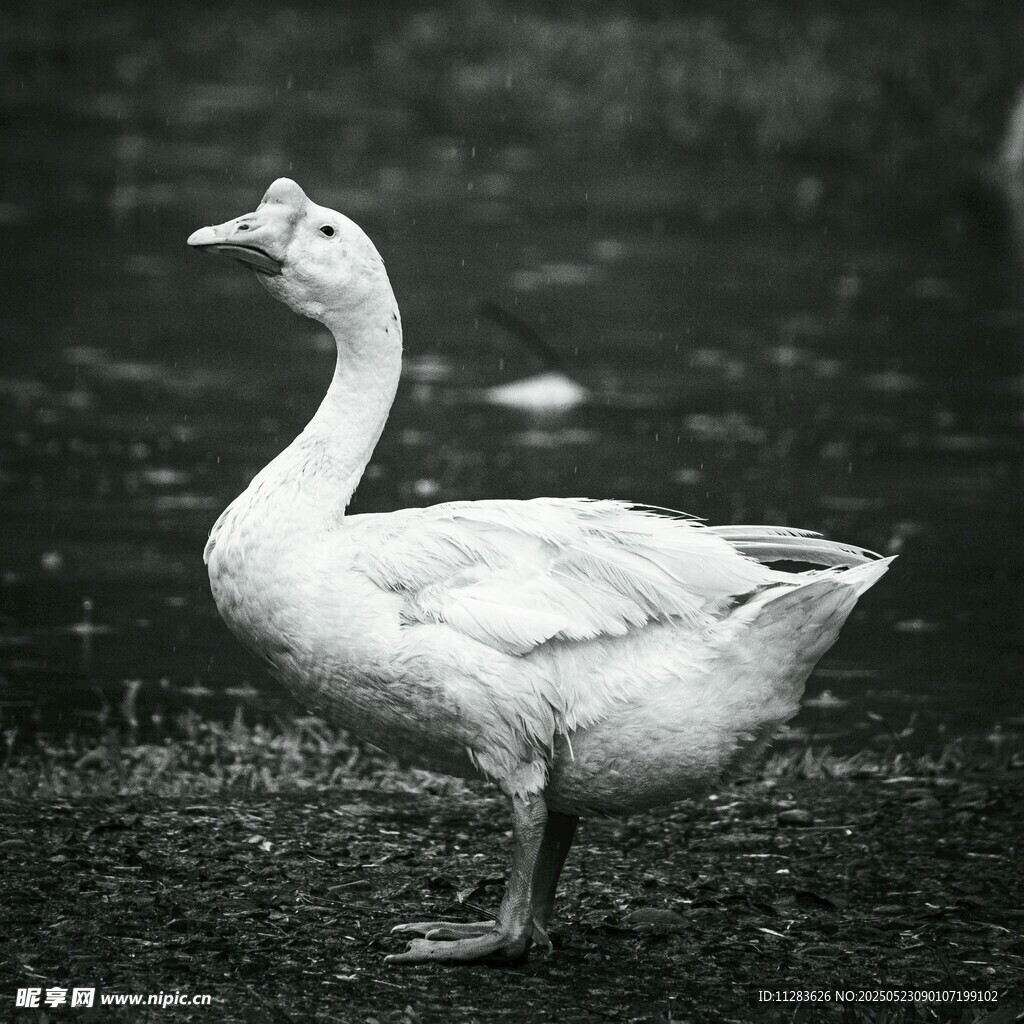 站立的白鵝