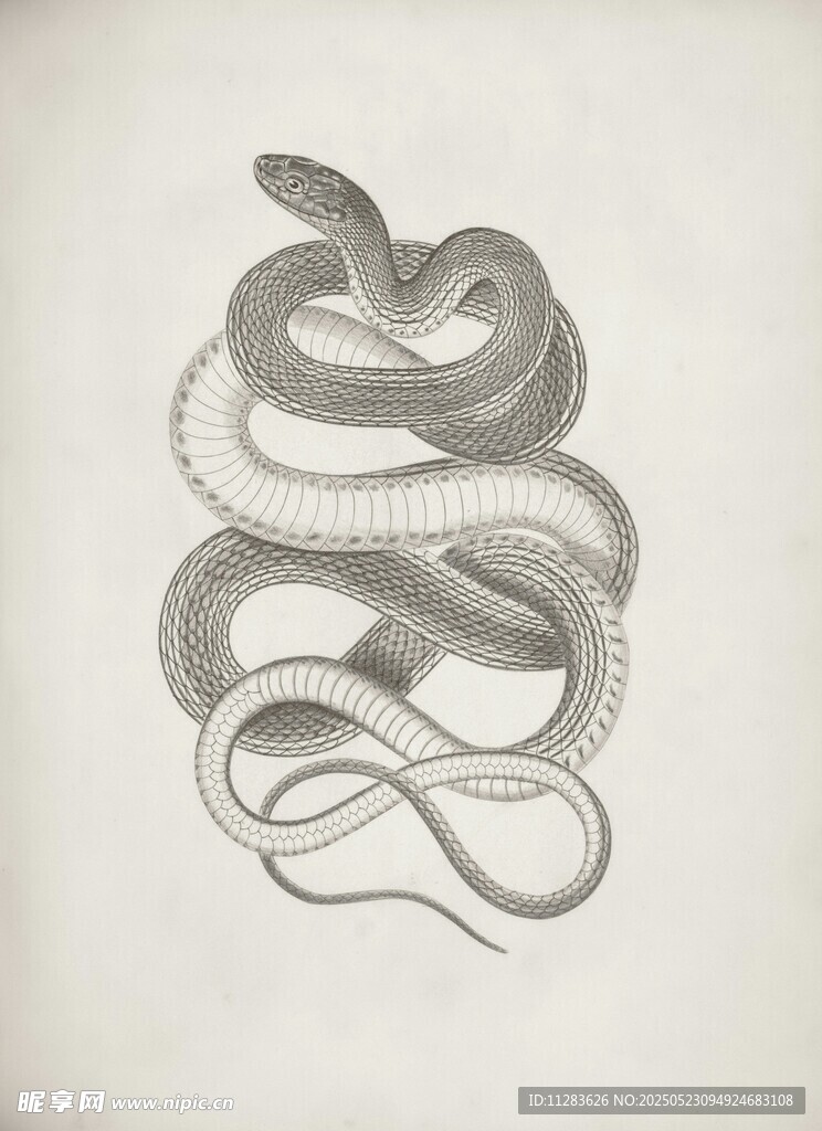 盤繞的蛇黑白素描圖