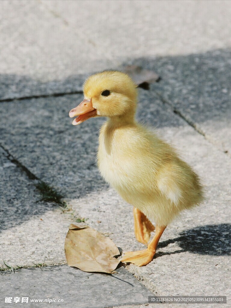 小黃鴨在路面上行走