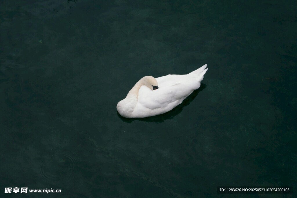 水面漂浮的白色物體