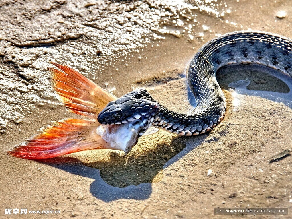蛇捕食金魚瞬間
