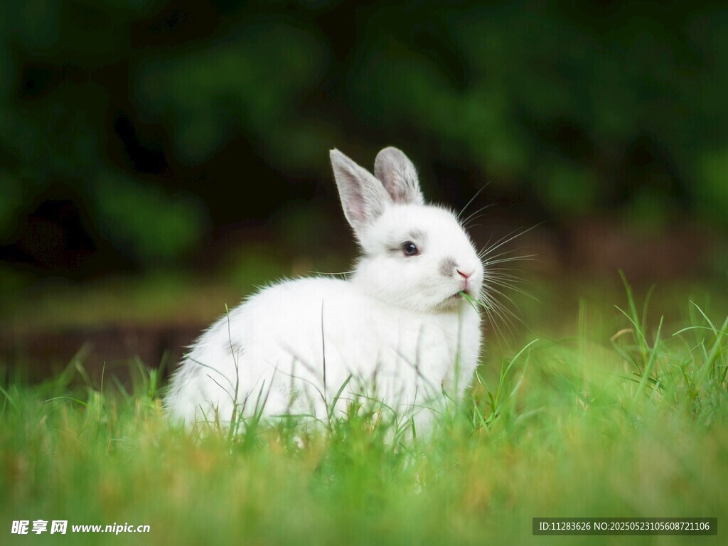 草地上的白色兔子