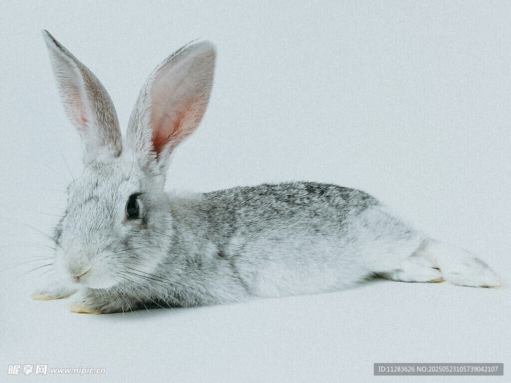 趴著的灰白兔子