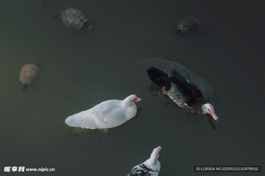 水中游弋的多彩禽鳥