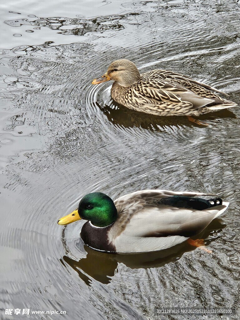 水中雙鴨悠游