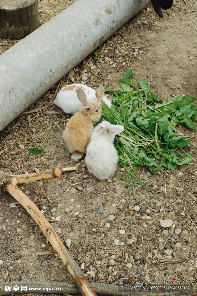 三只小兔在綠植旁進食