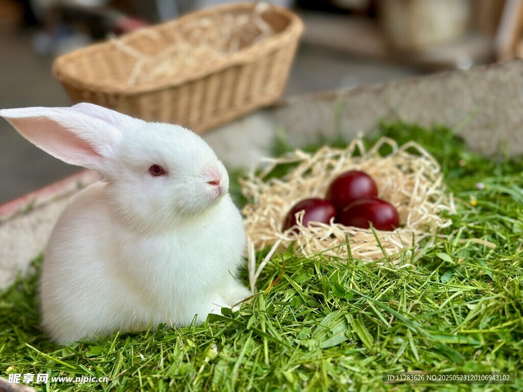 白兔伴彩蛋于綠草地上