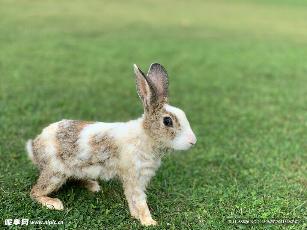 草地上的可愛斑點小兔子