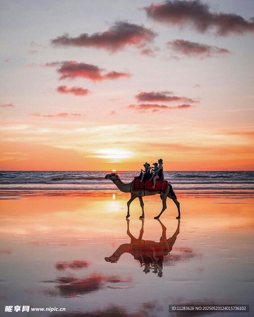 夕陽下海邊的駱駝騎行