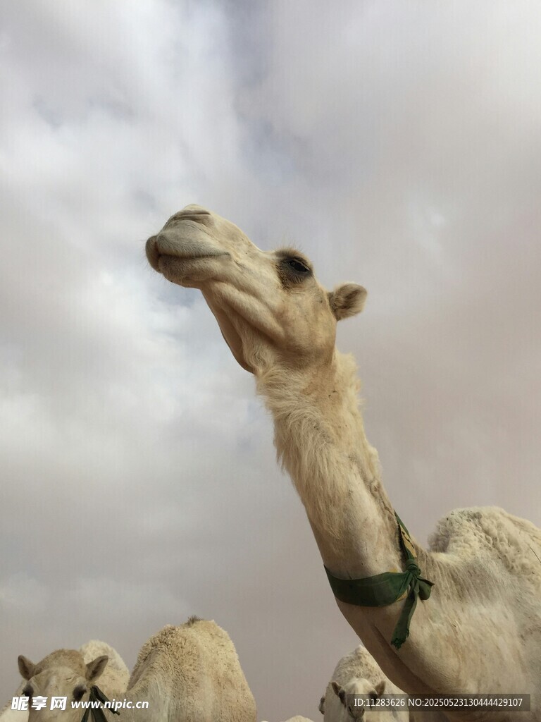 仰頭的駱駝