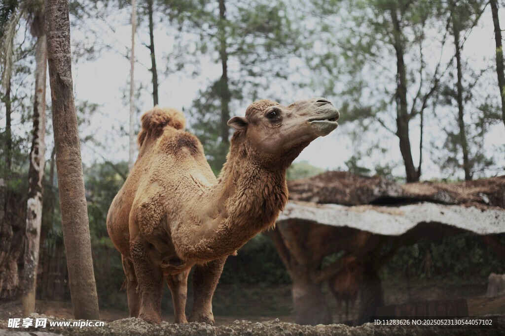 動物園中的單峰駱駝