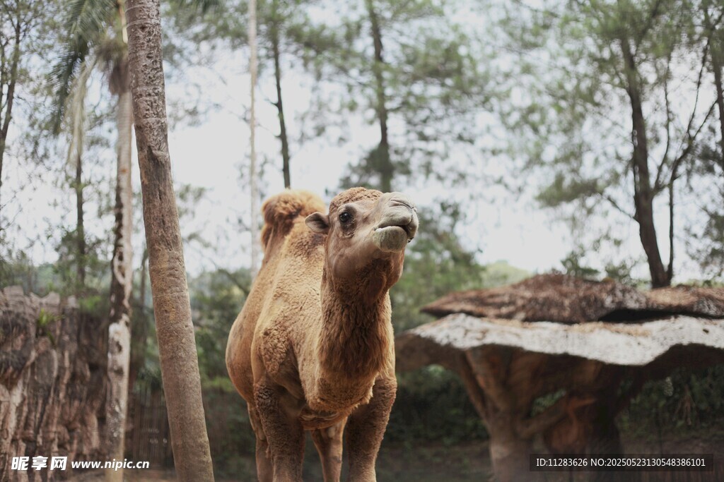 動物園里的單峰駱駝