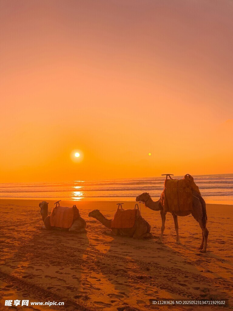沙漠夕陽下的駱駝群