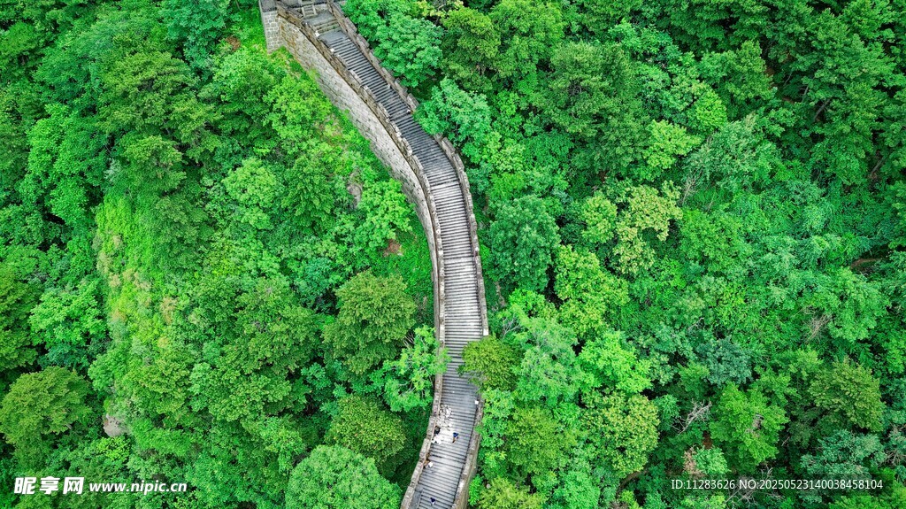 蜿蜒小路穿梭翠綠森林