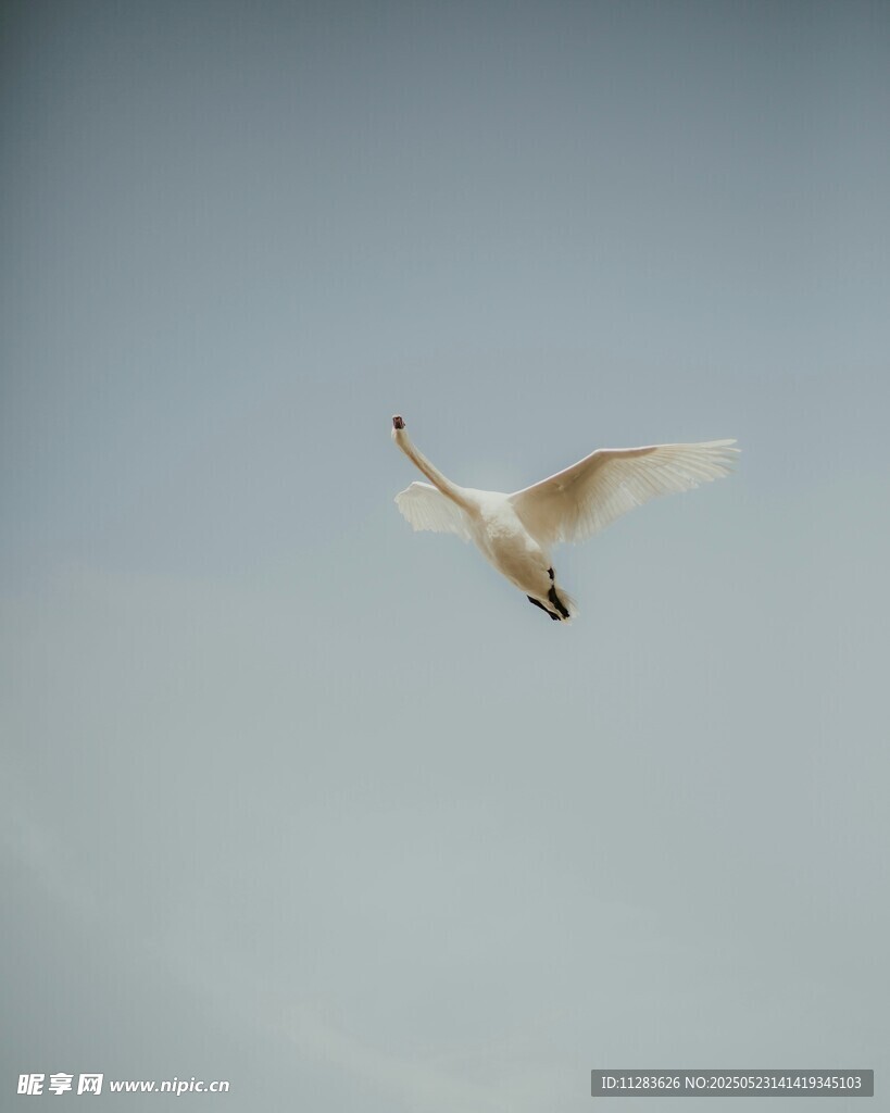 天空中飛翔的白色鳥兒