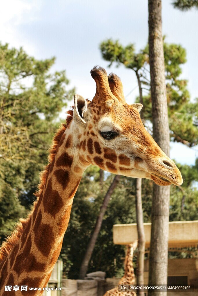 動物園中的長頸鹿特寫