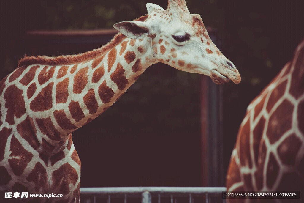 動物園中的長頸鹿特寫
