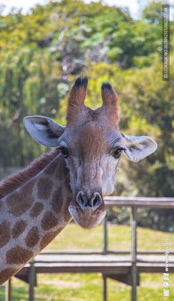動物園里的長頸鹿特寫