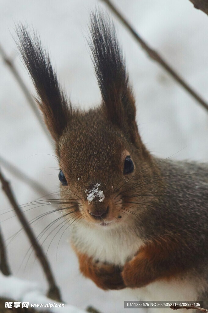 雪地中的可愛松鼠