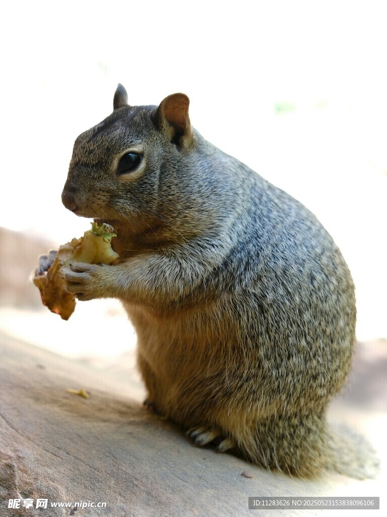 松鼠進食瞬間