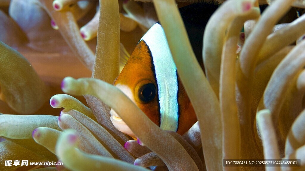 小丑魚