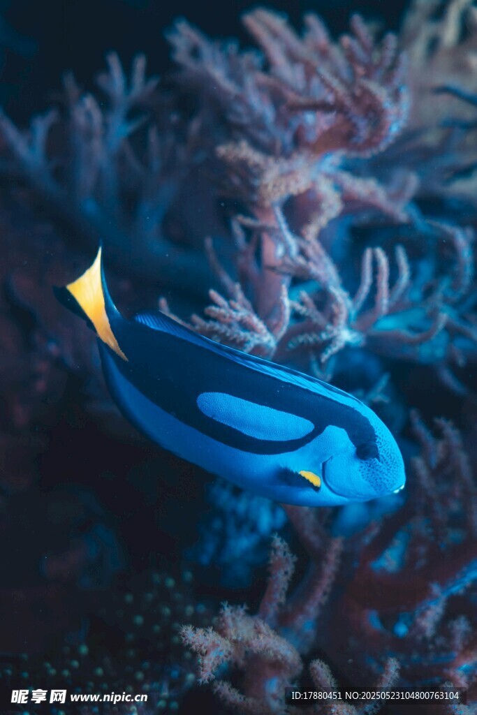 熱帶魚