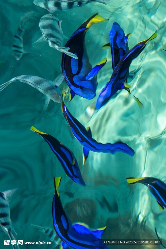 觀賞魚
