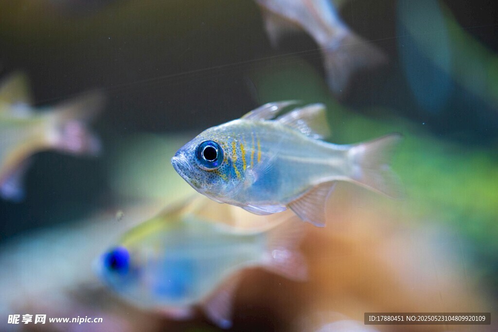 小魚