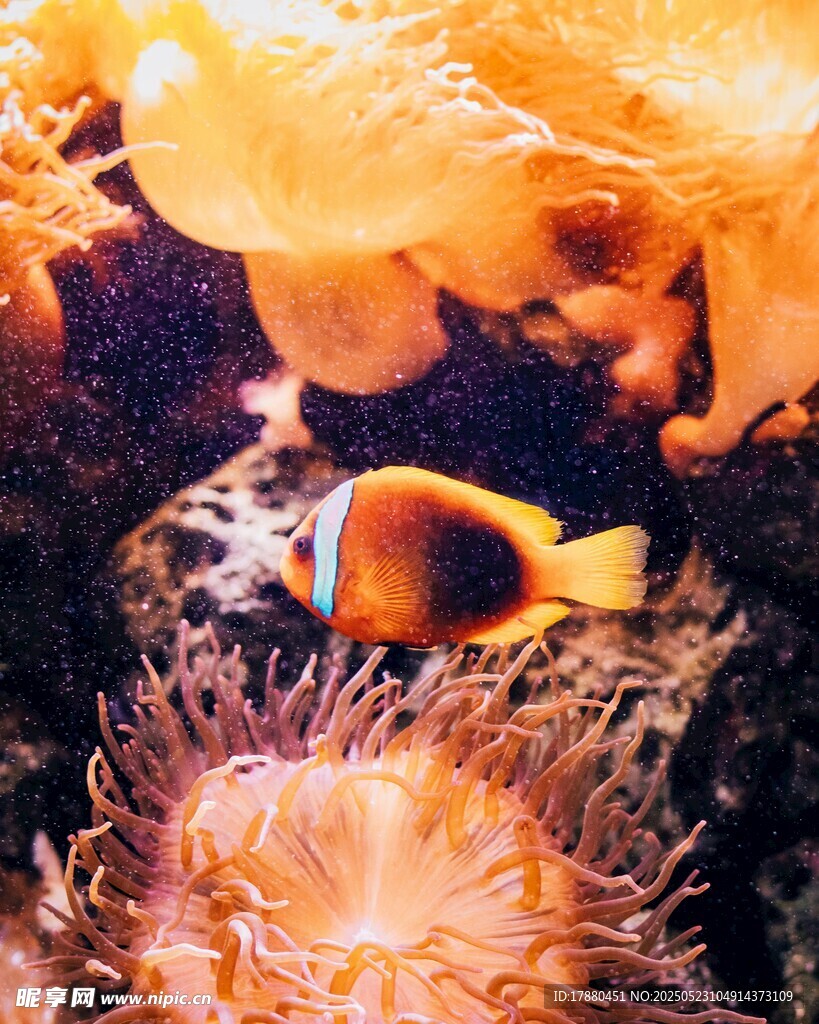 小丑魚
