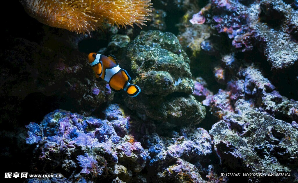小丑魚
