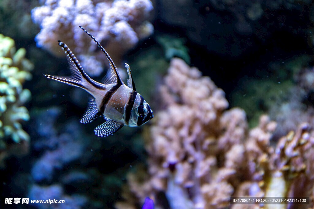 熱帶魚