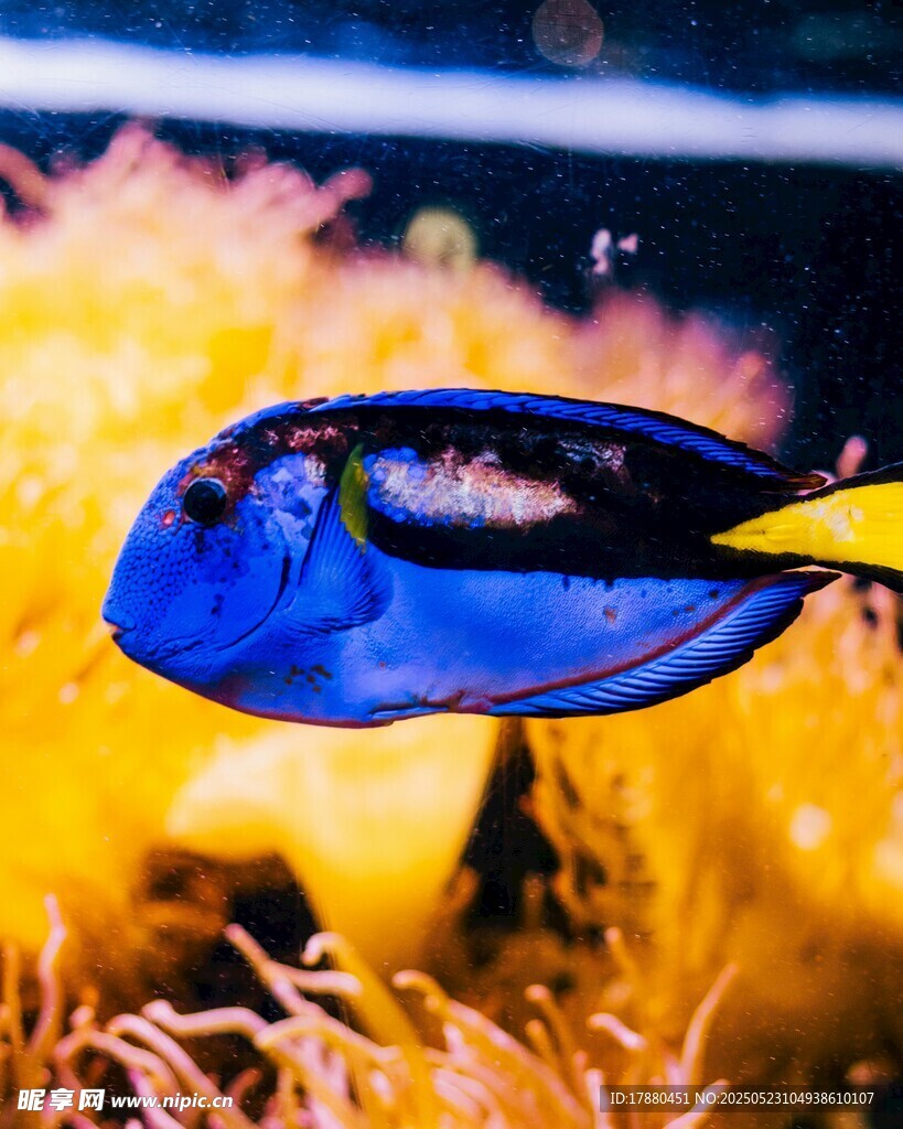 熱帶魚