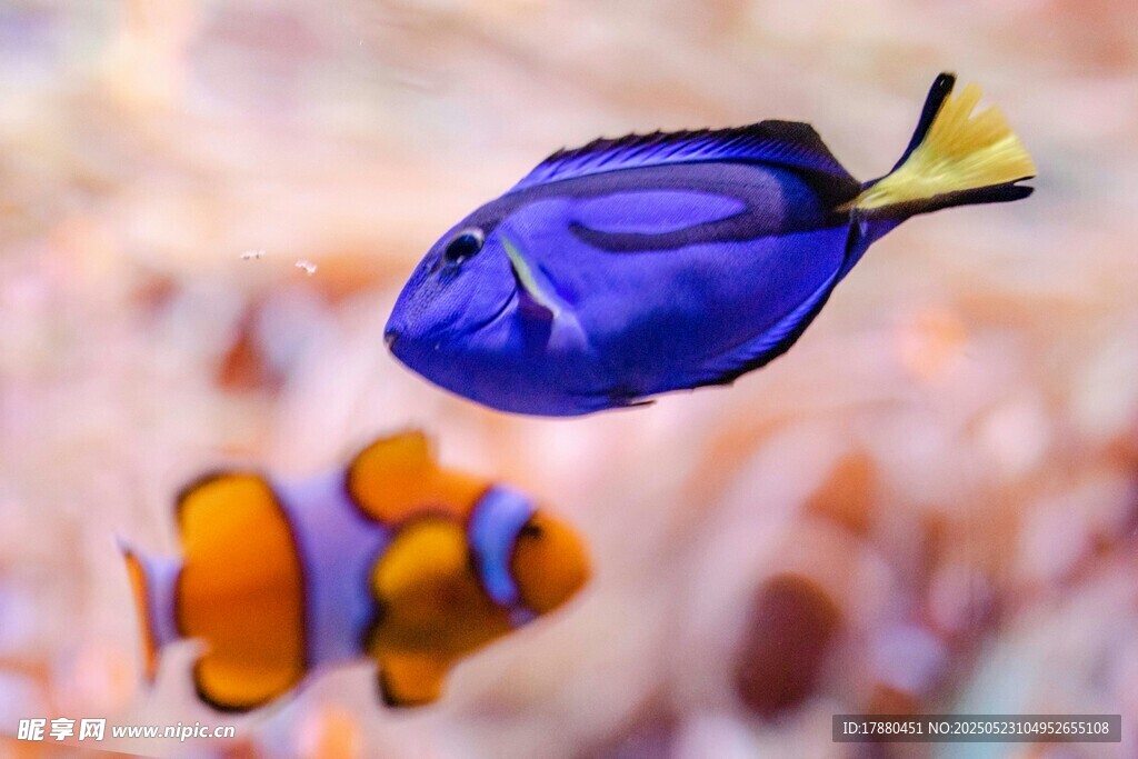 熱帶魚