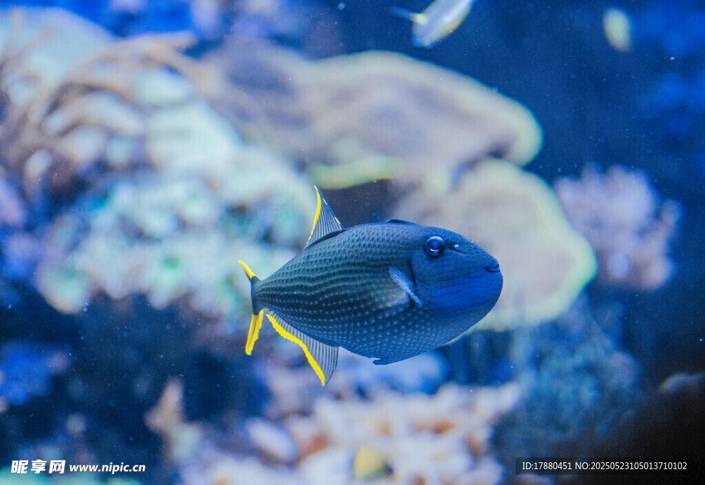 熱帶魚(yú)