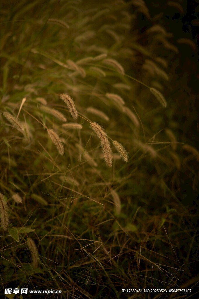 狗尾巴草