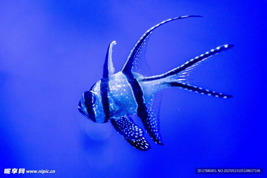 熱帶魚