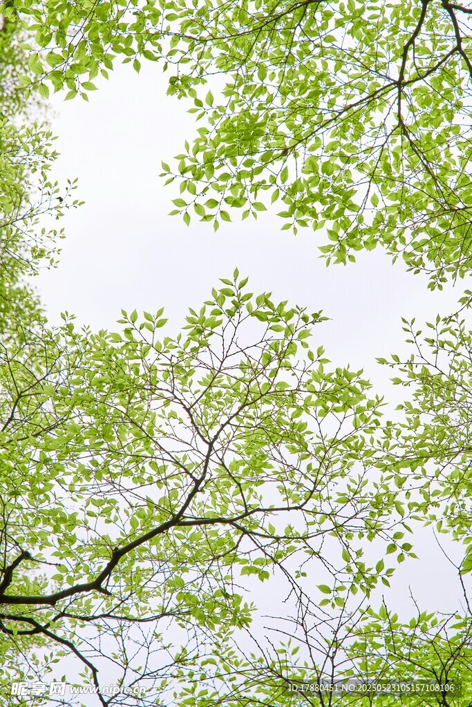 樹枝