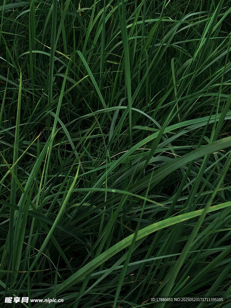 青草