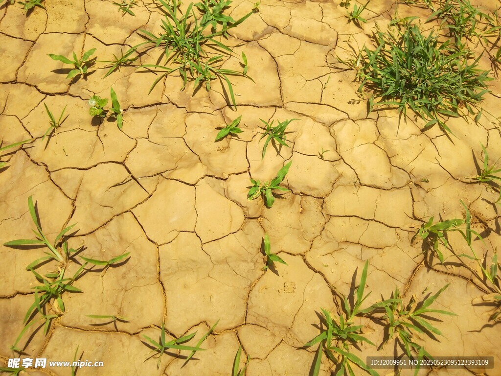 干裂土地上的頑強(qiáng)小草