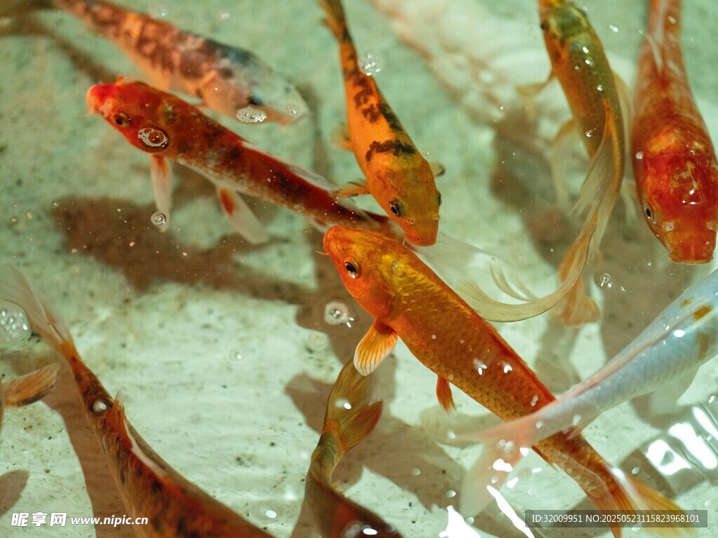 水中暢游的多彩觀賞魚