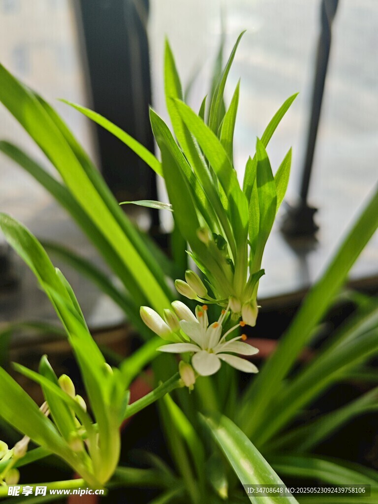 吊蘭開花