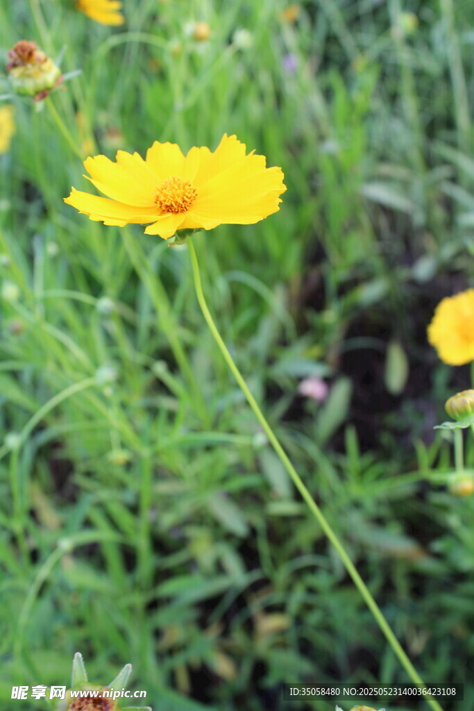 金雞菊  