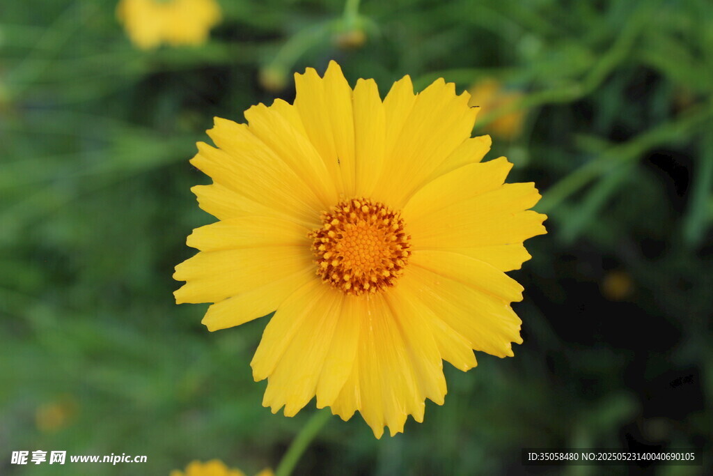 金雞菊  