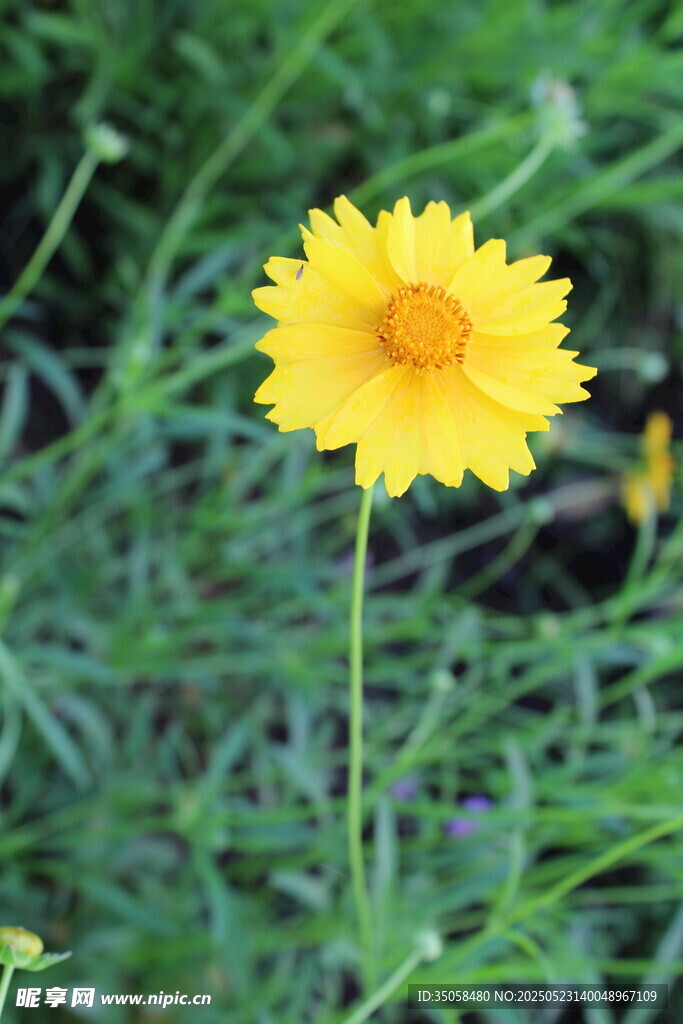 金雞菊  
