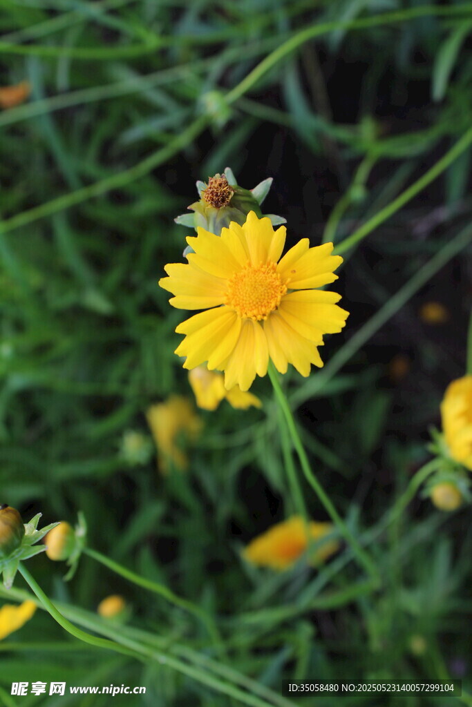 金雞菊 
