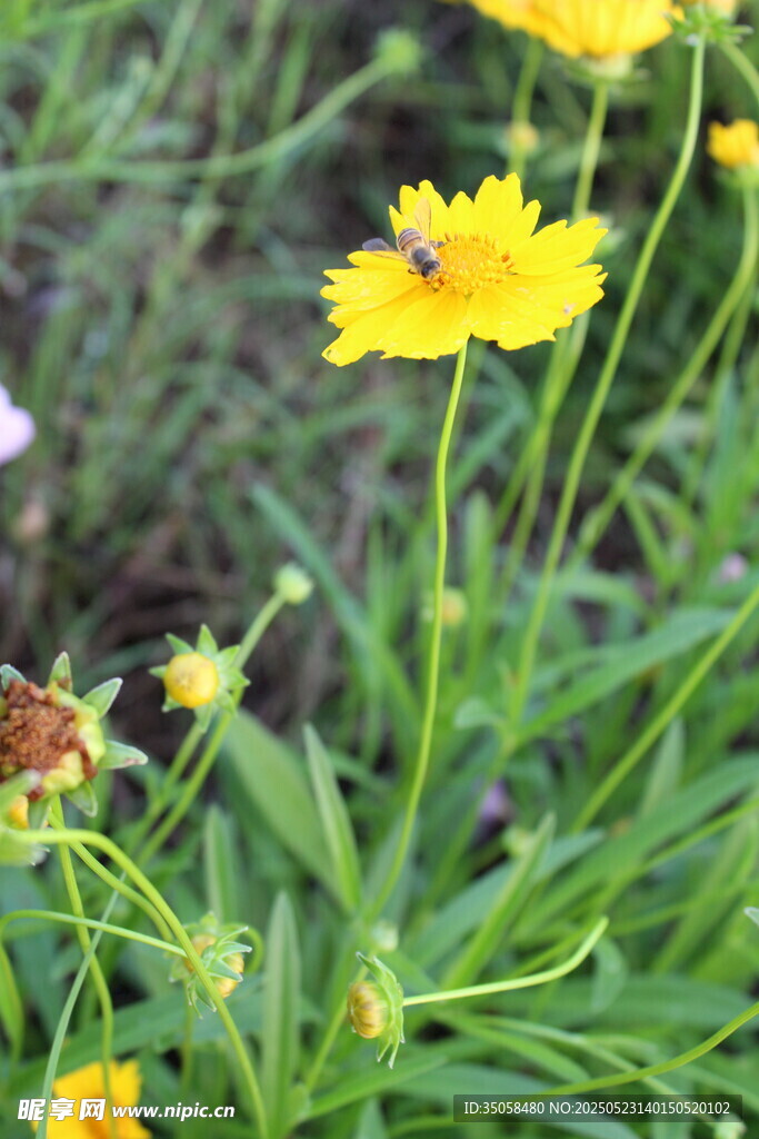 金雞菊  