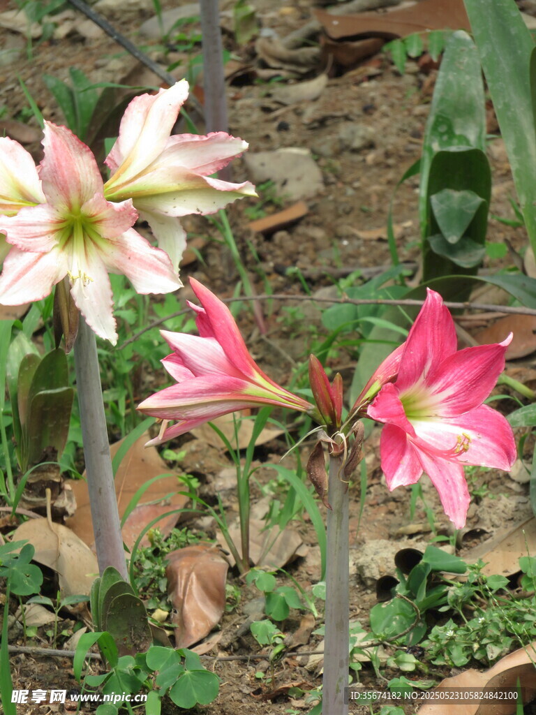 嬌艷綻放的朱頂紅花朵