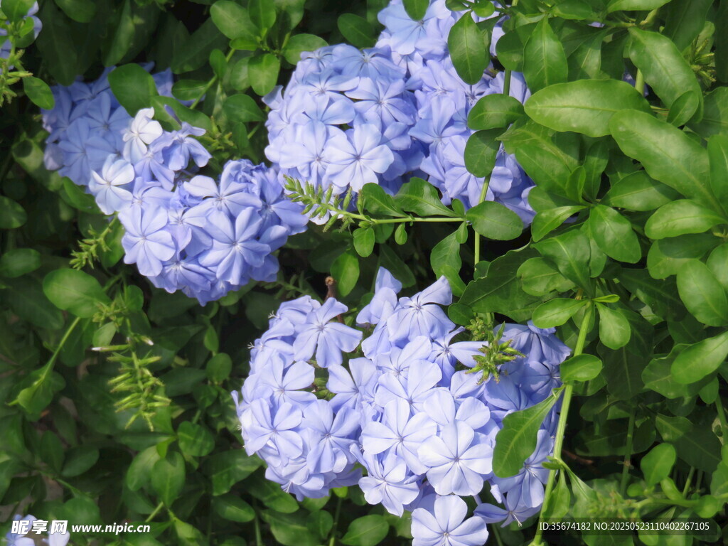 藍(lán)繡球花綻放綠葉間