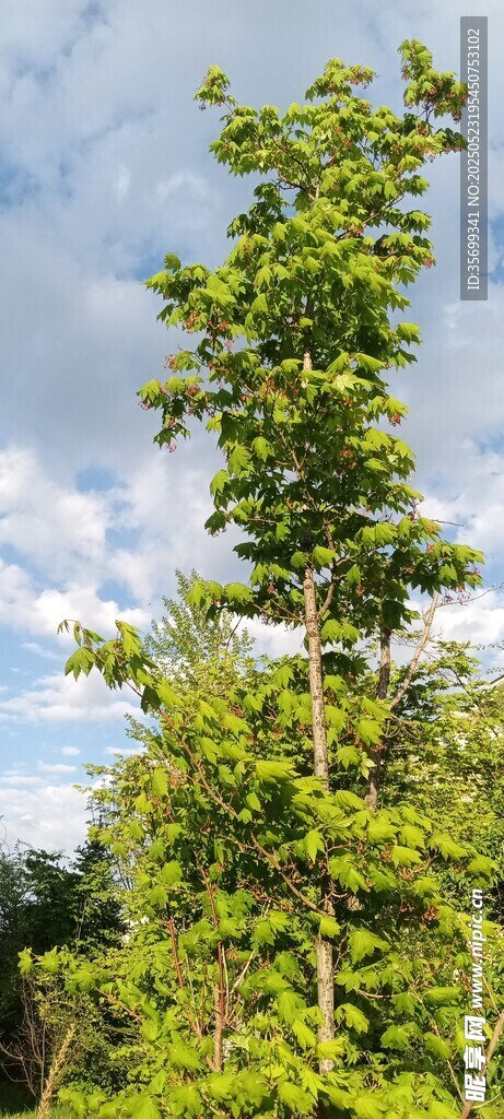 綠樹藍天的自然景致